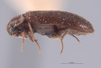 Pseudohadrotoma trichorhopalum image