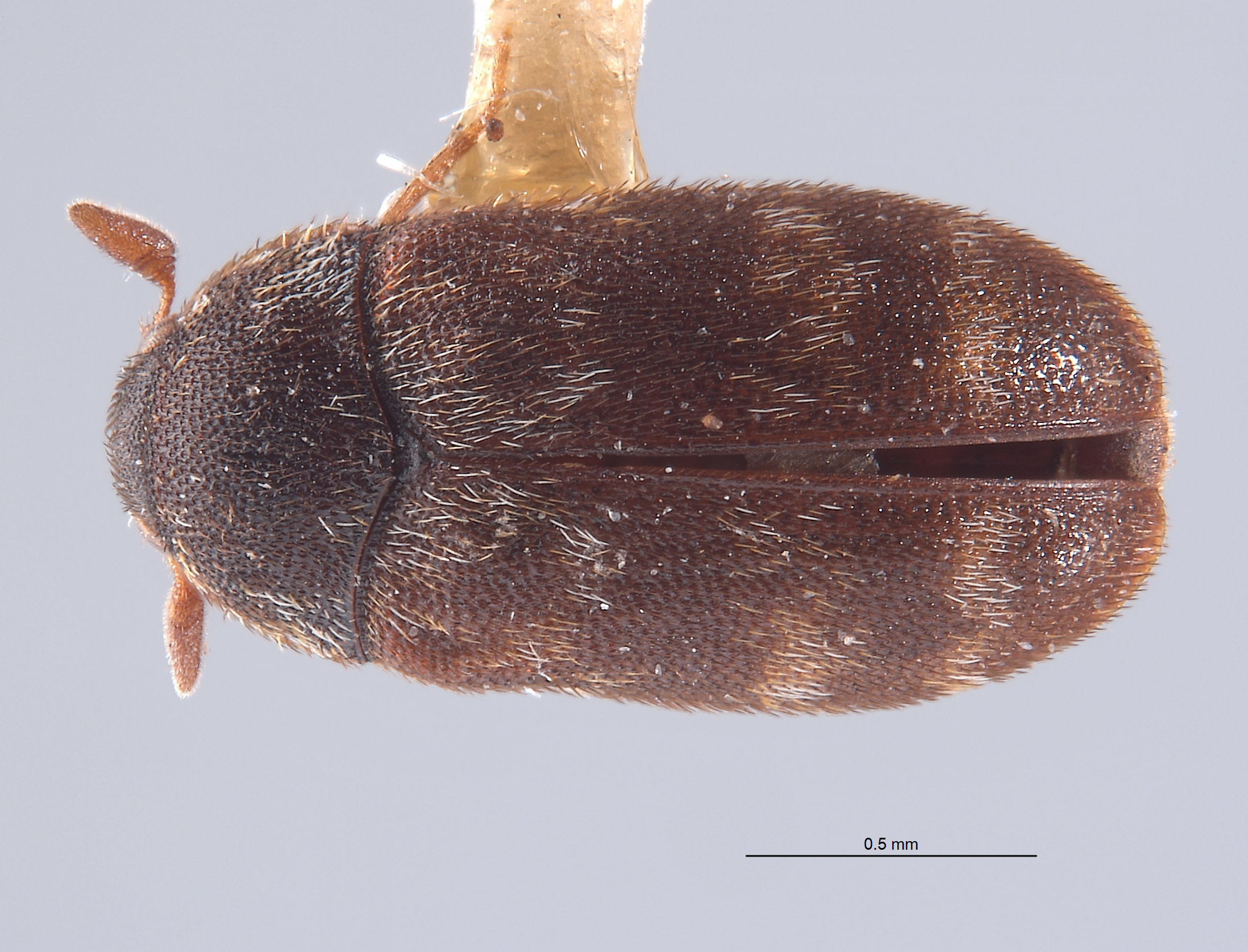 Pseudohadrotoma trogodermoides image