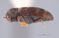 Pseudohadrotoma trogodermoides image
