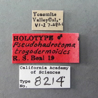 Pseudohadrotoma trogodermoides image