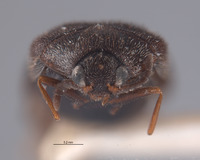 Trogoderma okumurai image