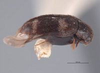 Trogoderma okumurai image