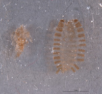 Trogoderma okumurai image