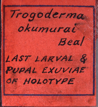 Trogoderma okumurai image