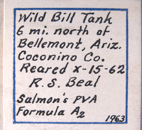 Trogoderma okumurai image