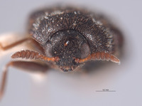 Trogoderma paralia image