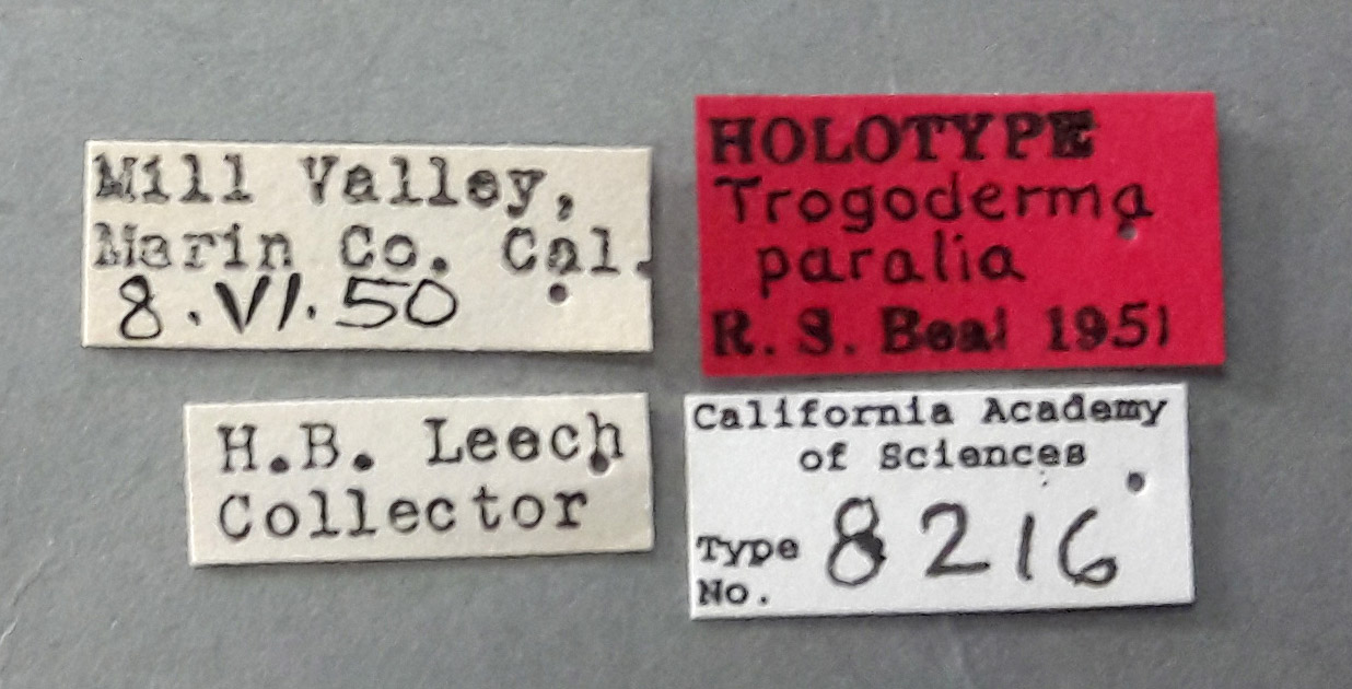 Trogoderma paralia image