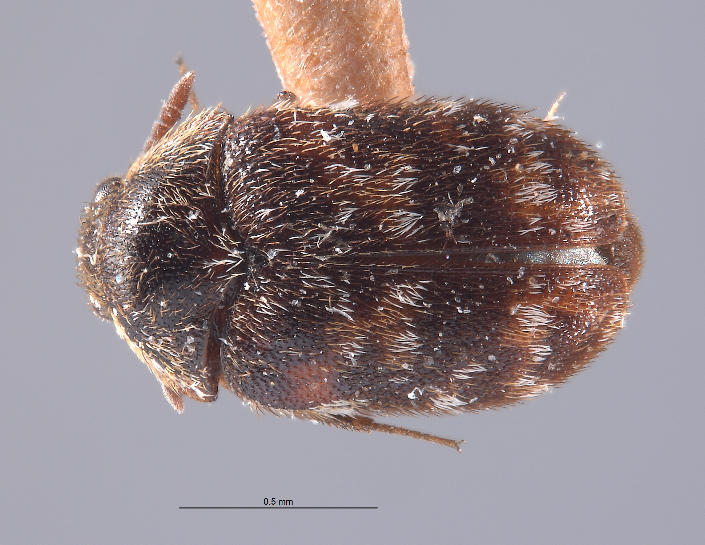 Trogoderma sternale image