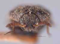 Trogoderma sternale image