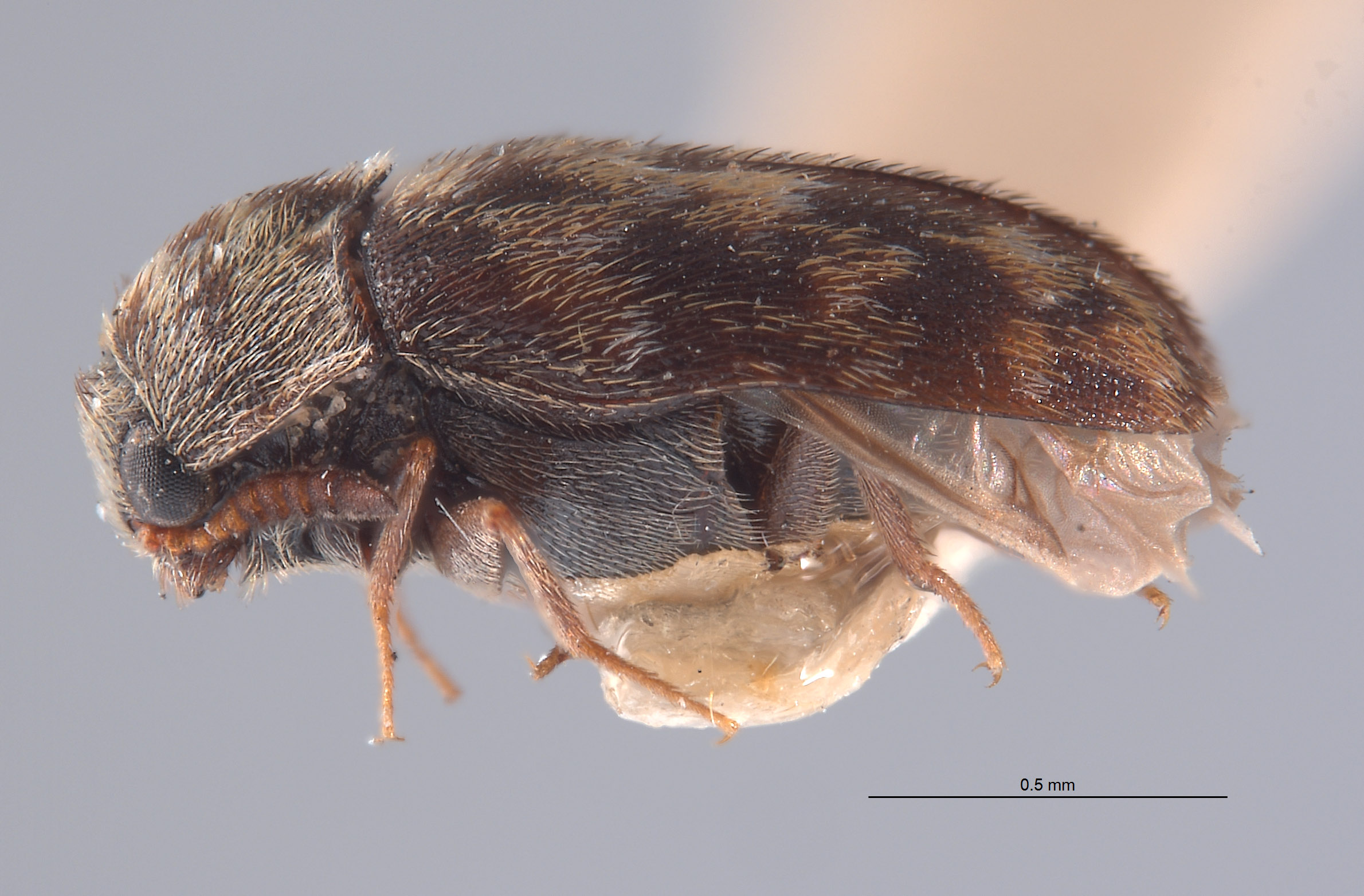 Trogoderma sternale maderae image