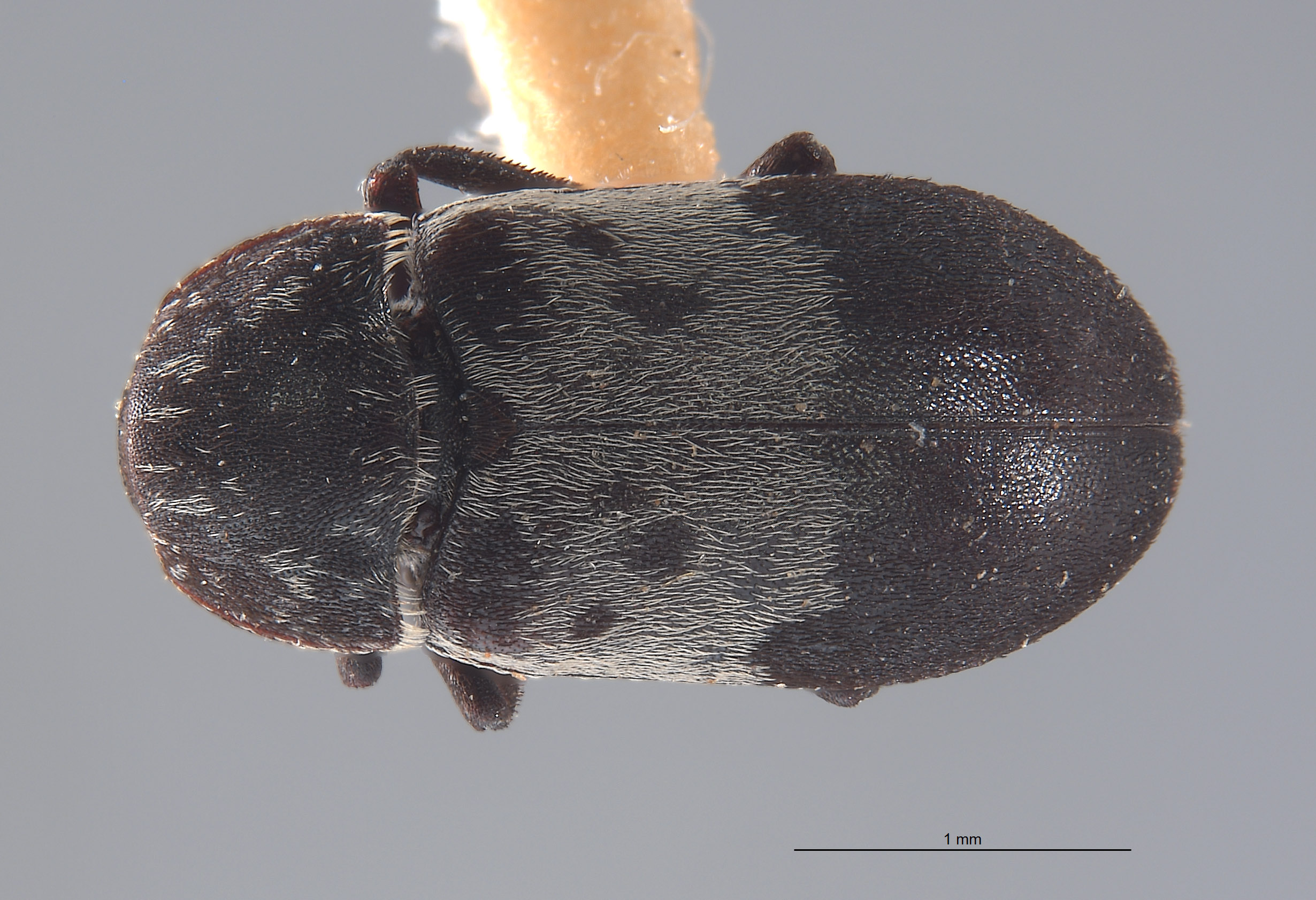 Dermestes reductus image
