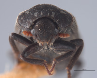 Dermestes reductus image