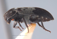Dermestes reductus image