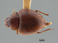 Cordibates michelbacheri image