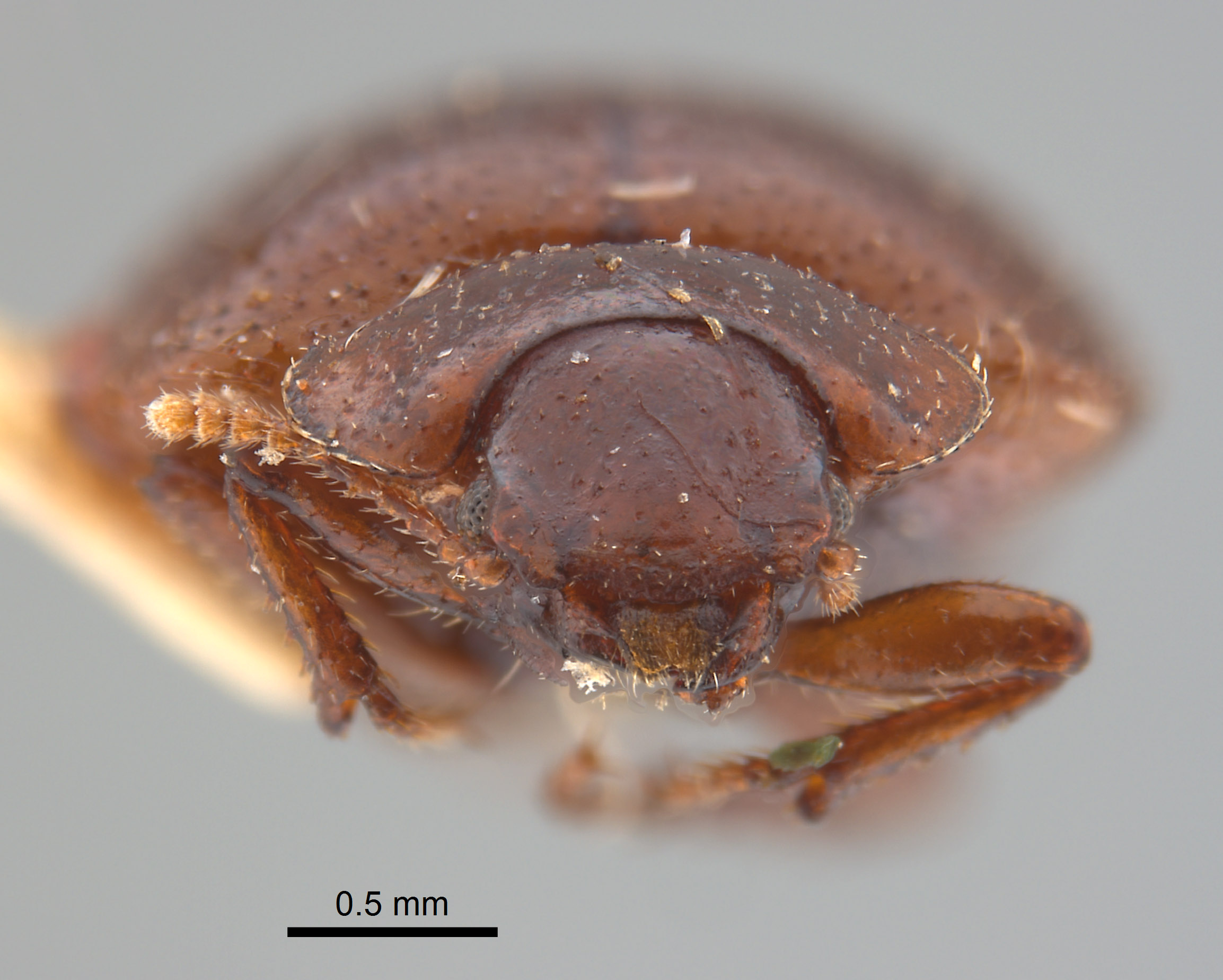 Cordibates michelbacheri image