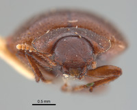 Cordibates michelbacheri image