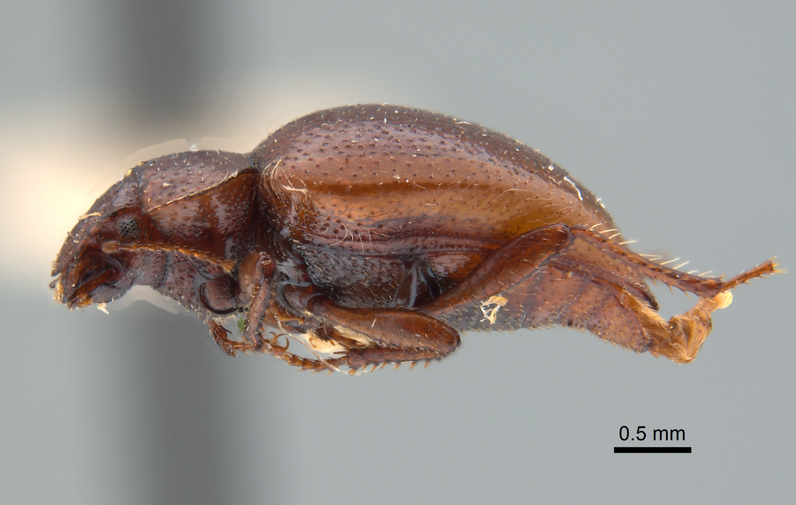 Cordibates michelbacheri image