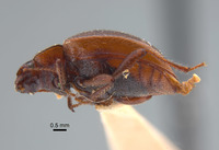 Cordibates michelbacheri image