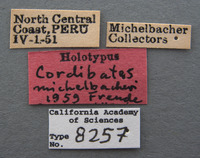 Cordibates michelbacheri image