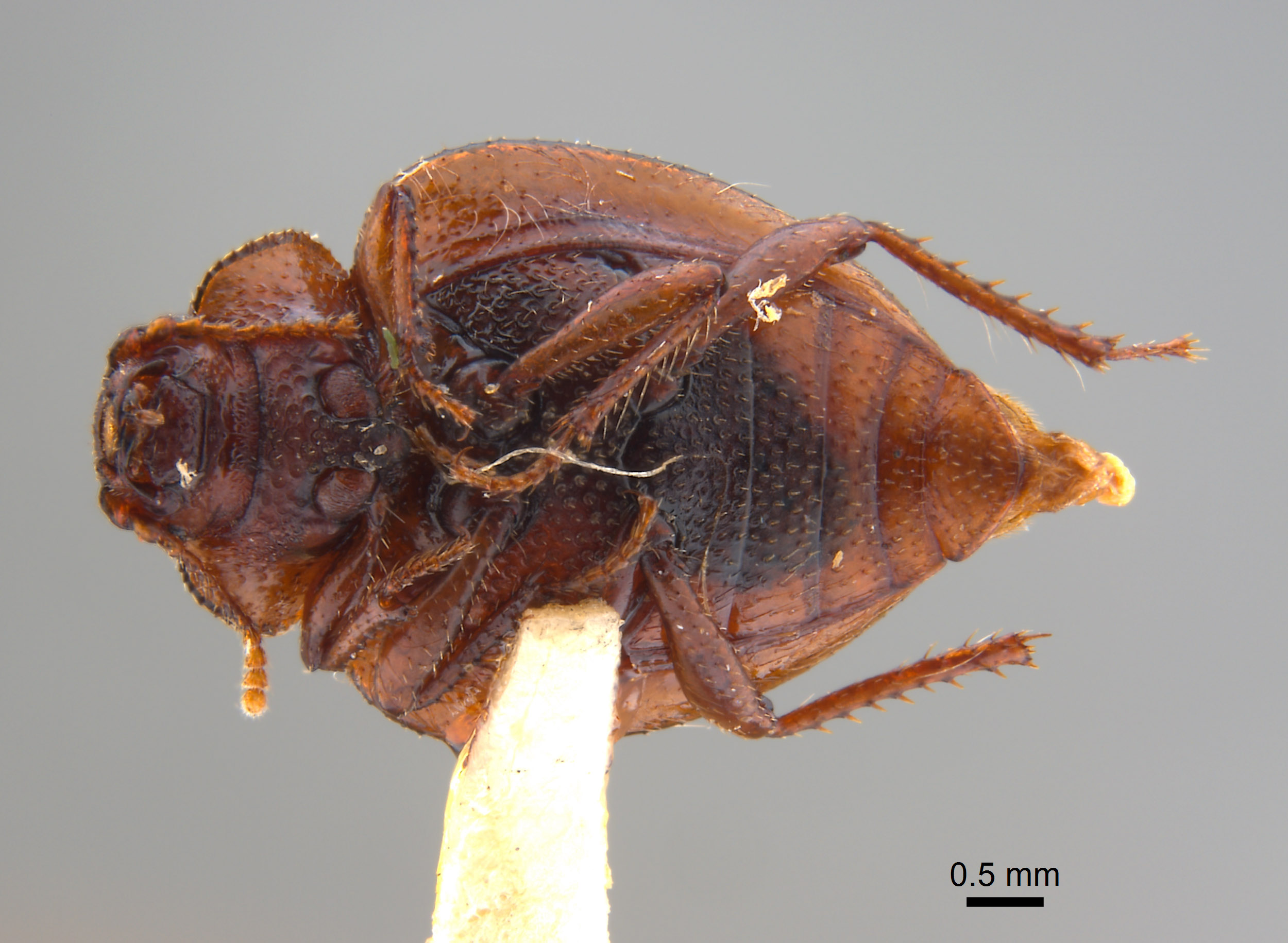 Cordibates michelbacheri image