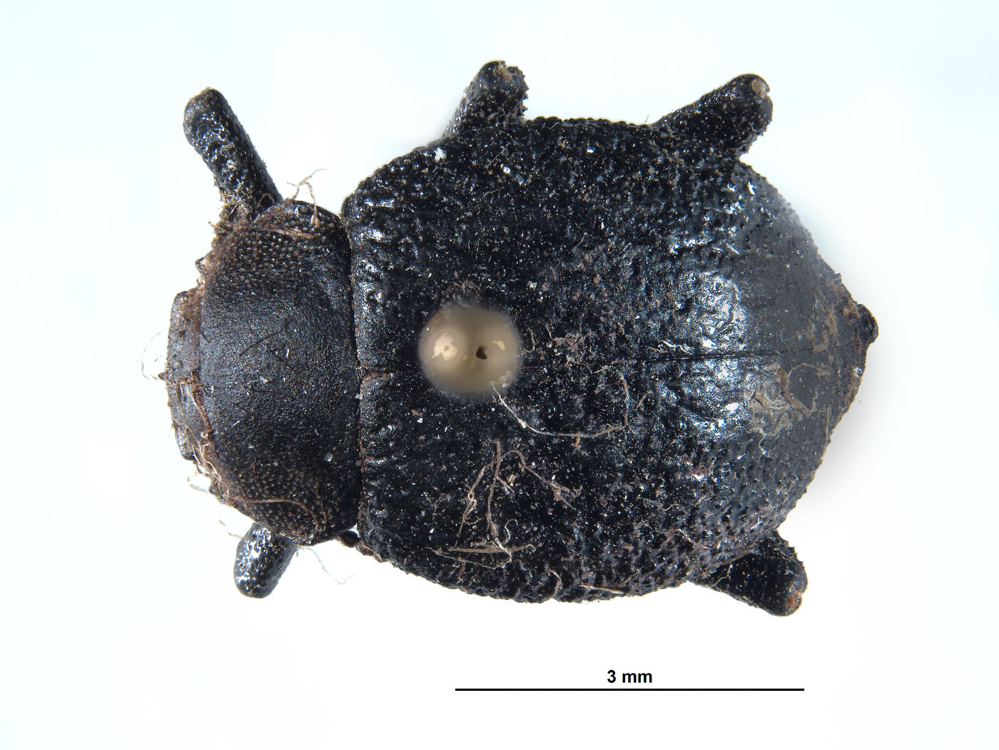 Entomochilus rugosus image
