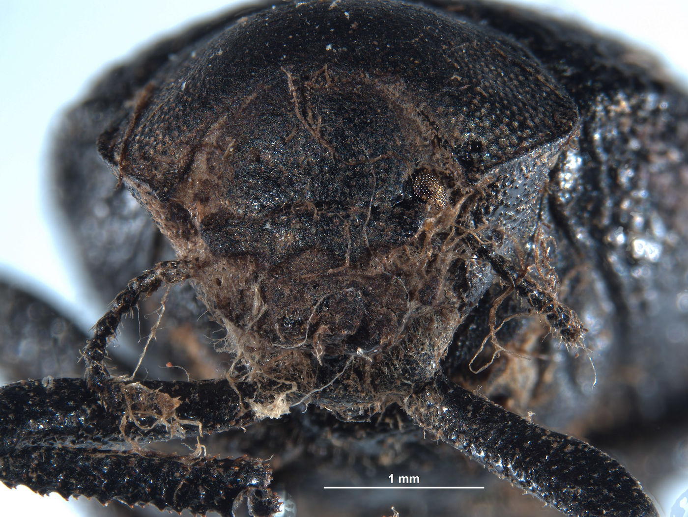 Entomochilus rugosus image
