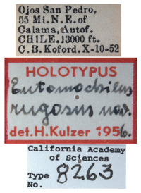 Entomochilus rugosus image