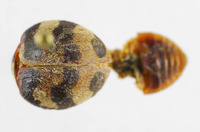 Epilachna gressitti image