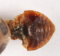 Epilachna gressitti image