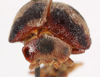 Epilachna gressitti image