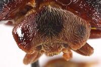 Epilachna gressitti image