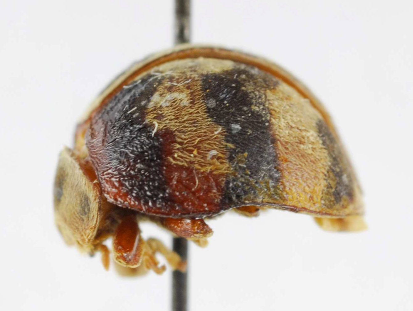 Epilachna gressitti image