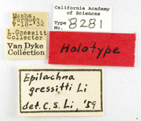 Image of Epilachna gressitti