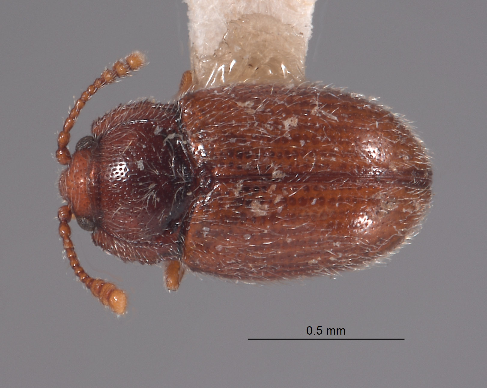 Cryptophaginae image