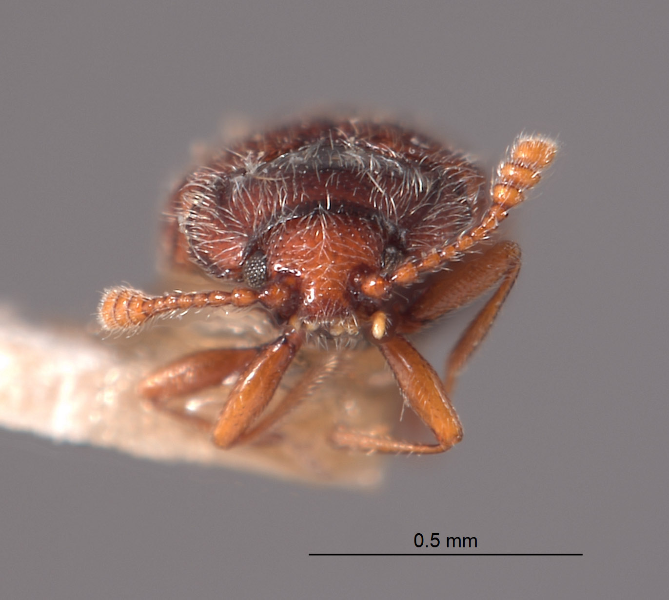 Cryptophagidae image