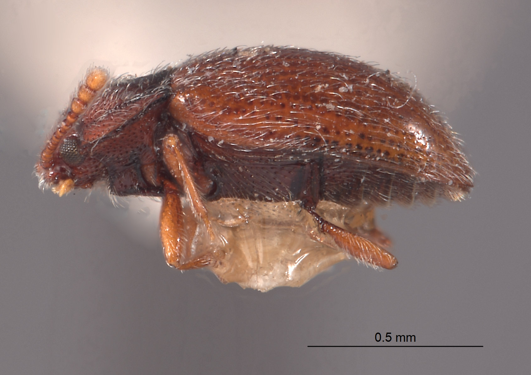 Cryptophaginae image
