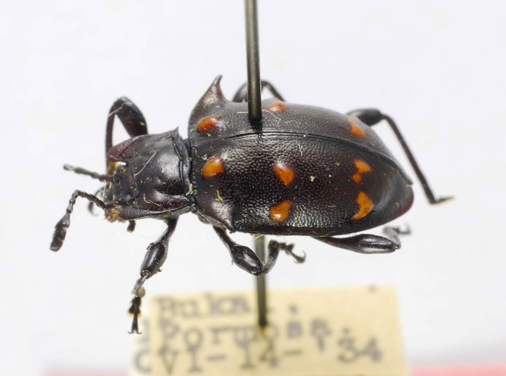 Amphisternus astarte image