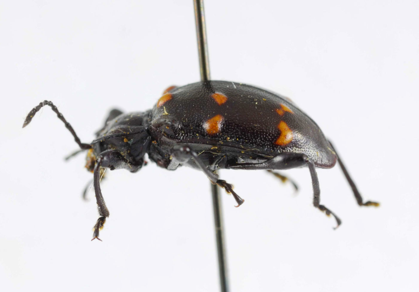 Endomychidae image