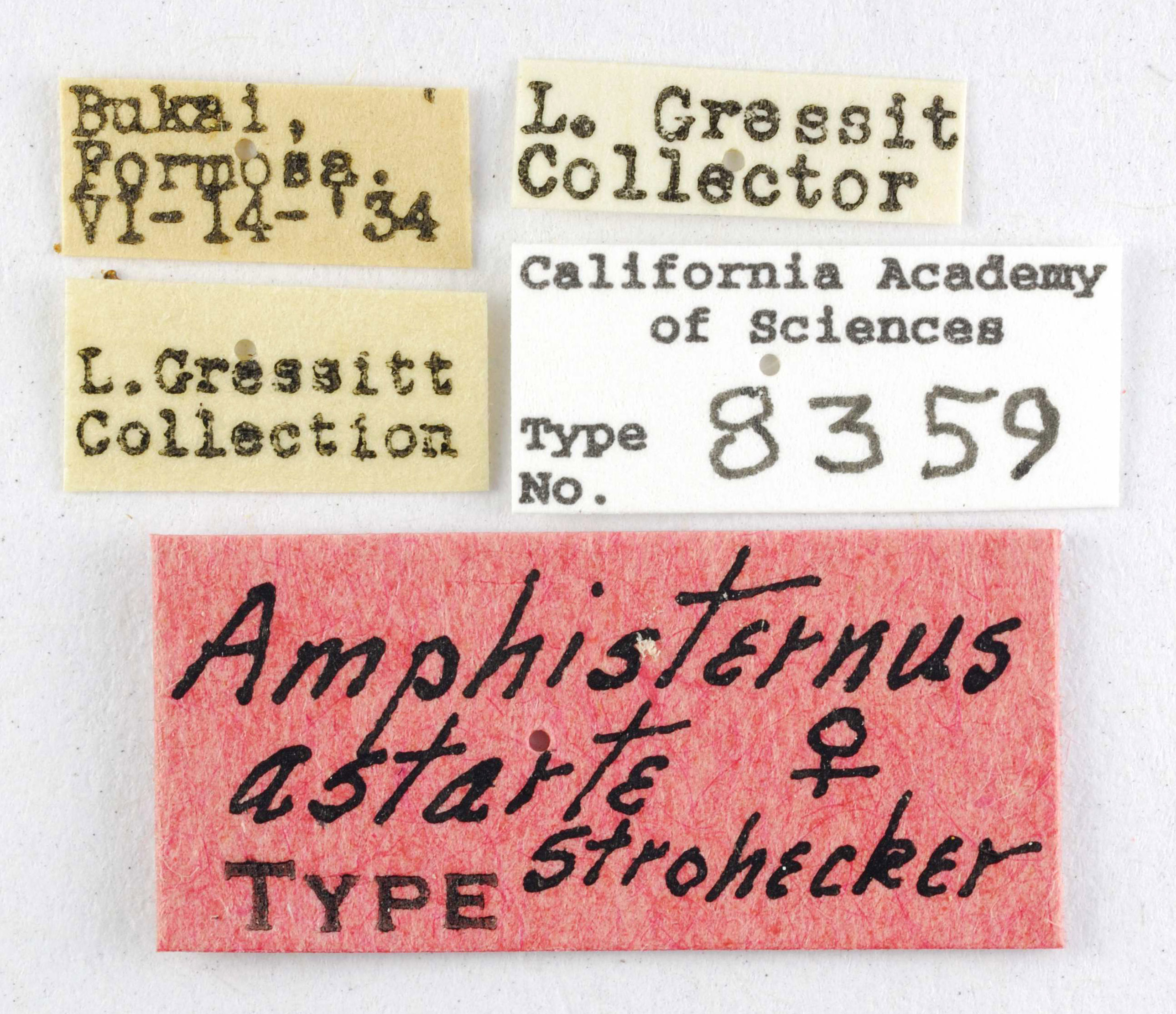 Amphisternus astarte image