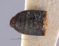 Amecocerus vandykei image