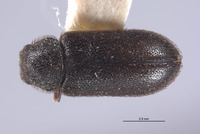 Amecocerus vandykei image