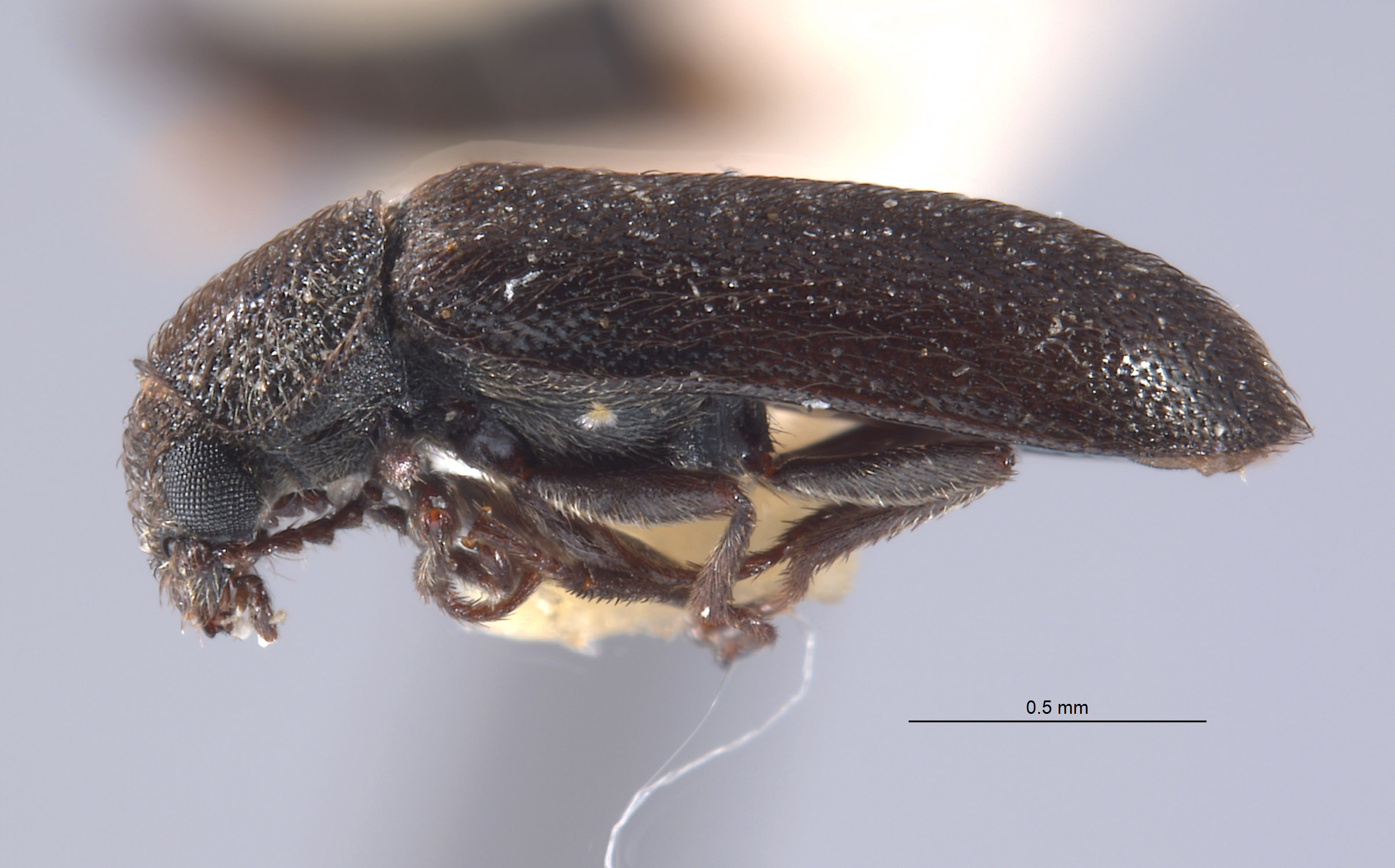 Amecocerus vandykei image