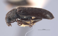 Amecocerus vandykei image