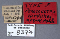 Amecocerus vandykei image