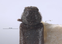 Amecocerus vandykei image