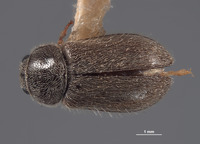 Eutrichopleurus almo image