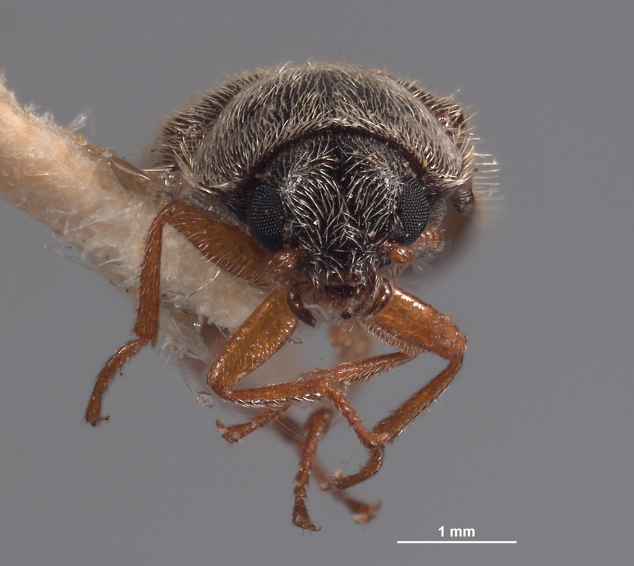 Eutrichopleurus almo image