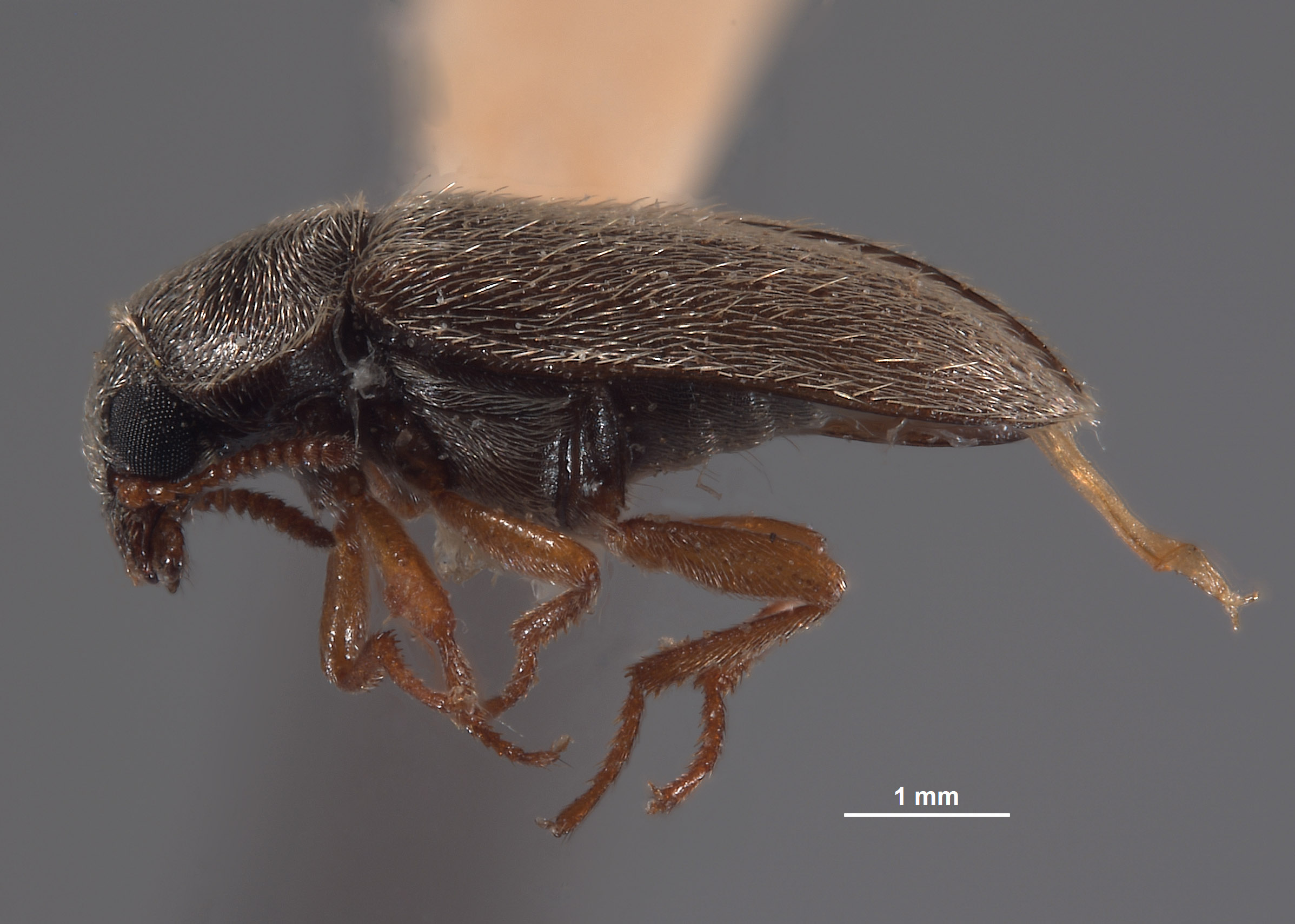 Eutrichopleurus almo image