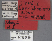 Eutrichopleurus almo image