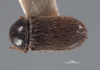 Eutrichopleurus equalis image